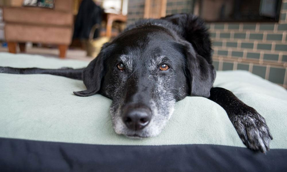 Aging Gracefully: Secrets to Keeping Your Senior Pet Smiling