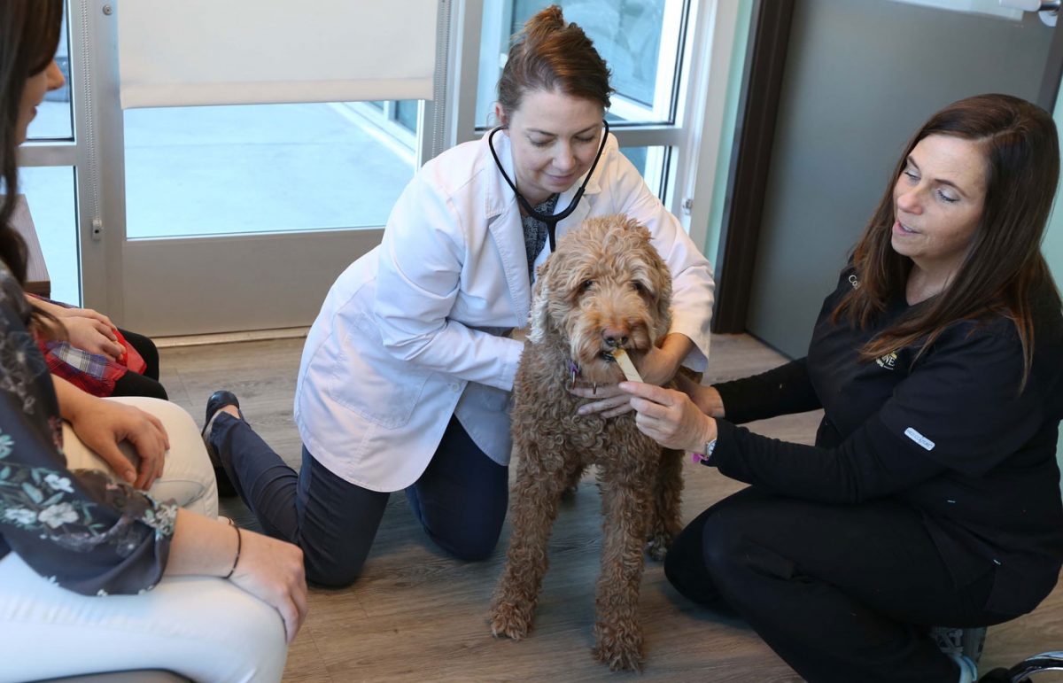 Wellness & Prevention- Vet in Superior | Sunshine Animal Hospital