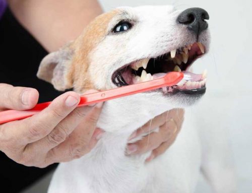 How to keep dog teeth healthy