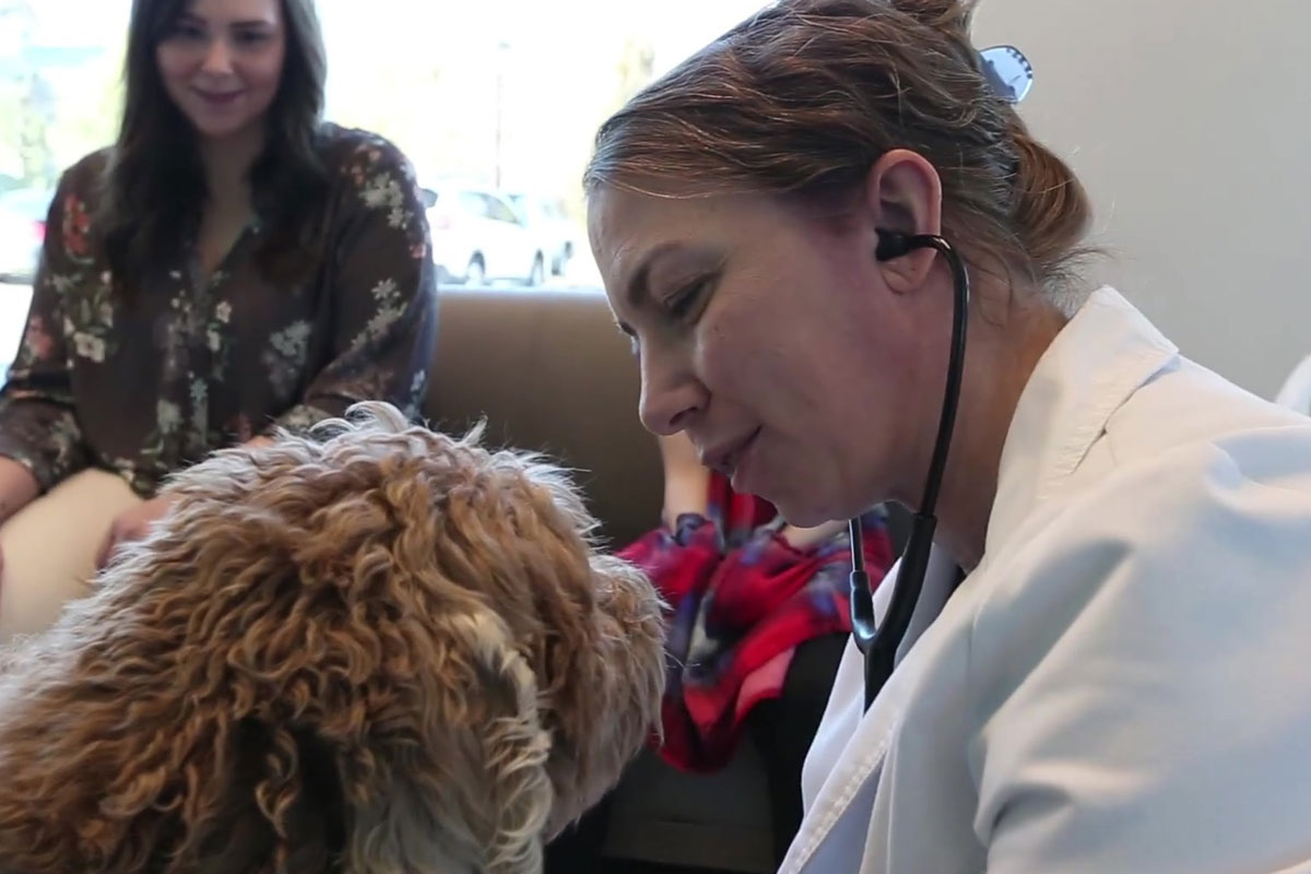 Wellness & Prevention Vet in Superior Sunshine Animal Hospital